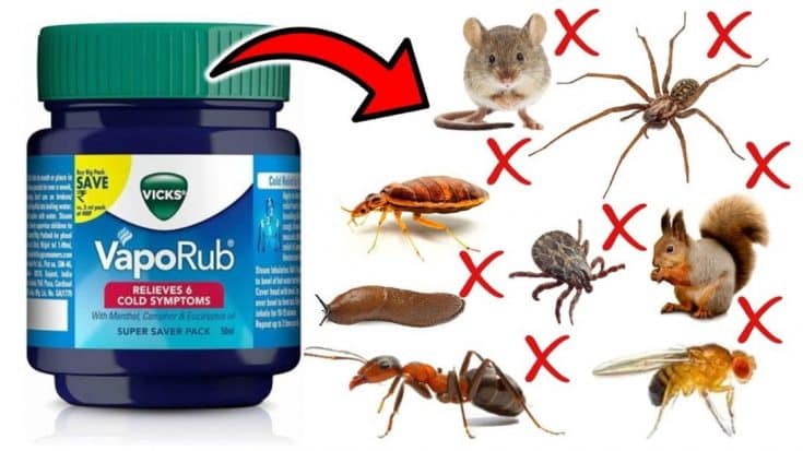 How to Get Rid of Household Pests with Vicks - DIY Joy
