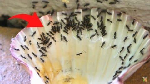 How to Make Homemade Ant Killer That Actually works | DIY Joy Projects and Crafts Ideas