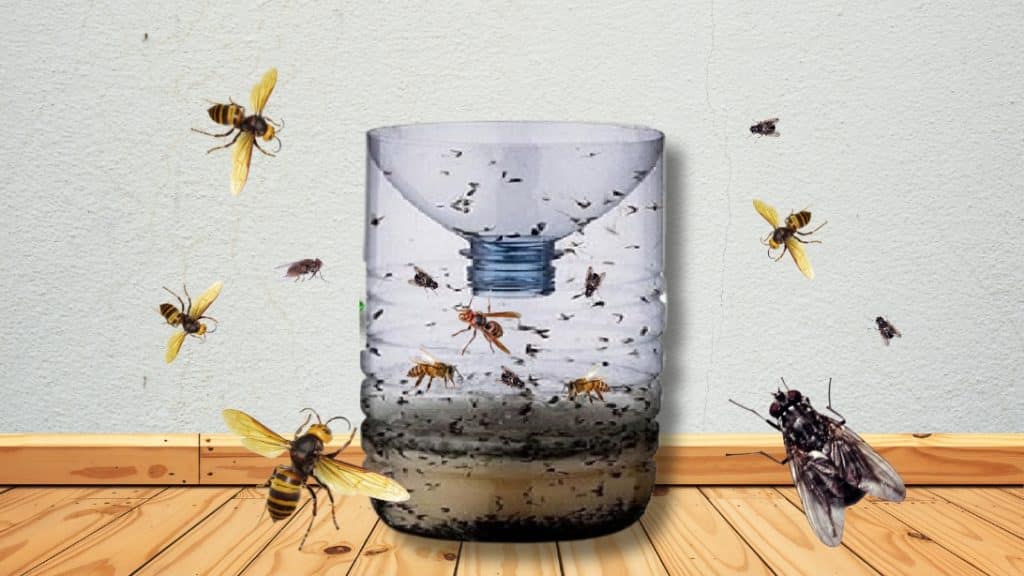 How to Make an Effective Hornet and Fly Trap (1)