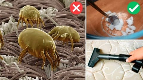 Learn How to Remove Dust Mites From a Mattress Fast | DIY Joy Projects and Crafts Ideas