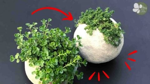 DIY Cement Balloon Planter Tutorial | DIY Joy Projects and Crafts Ideas