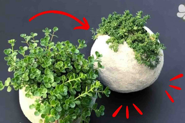 DIY Cement Balloon Planter Tutorial