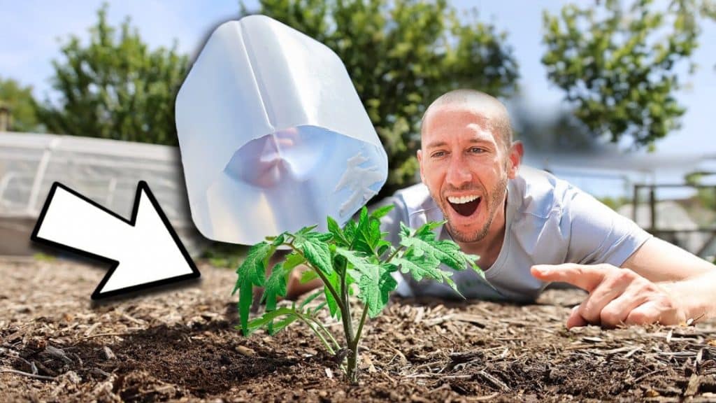 10 Free Garden Hacks Using Household Items