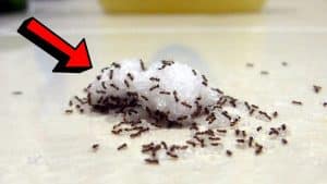 How to Find the Nest of Ants and Get Rid of Them