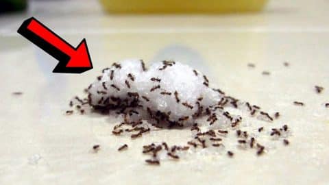 How to Find the Nest of Ants and Get Rid of Them | DIY Joy Projects and Crafts Ideas