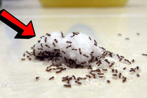 How to Find the Nest of Ants and Get Rid of Them