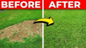 How to Fix a Bare Spot in Your Lawn