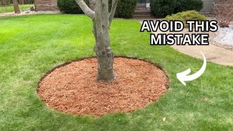 How to Get Picture-Perfect Tree Edging Easily | DIY Joy Projects and Crafts Ideas