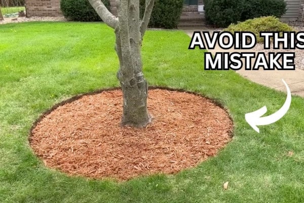 How to Get Picture-Perfect Tree Edging Easily
