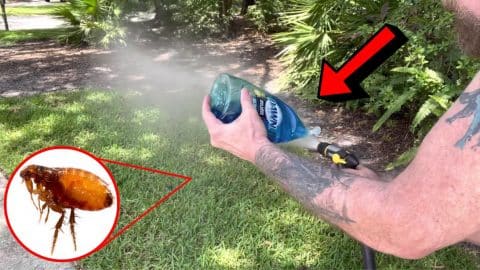 How to Get Rid of Fleas & Ticks in Your Yard | DIY Joy Projects and Crafts Ideas