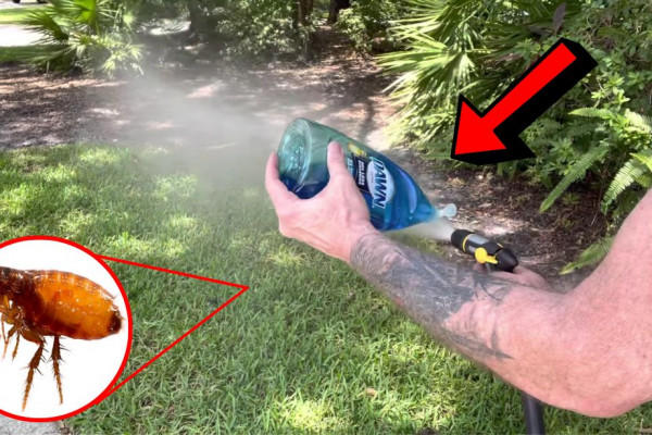 How to Get Rid of Fleas & Ticks in Your Yard