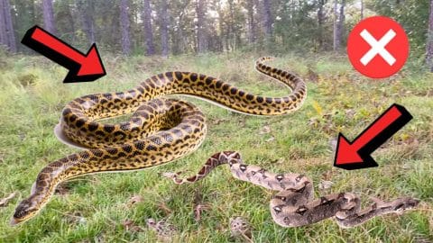 How to Keep Snakes Away From Your House | DIY Joy Projects and Crafts Ideas