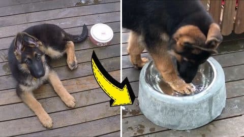 How to Make a DIY Untippable Dog Bowl For Less Than $10 | DIY Joy Projects and Crafts Ideas