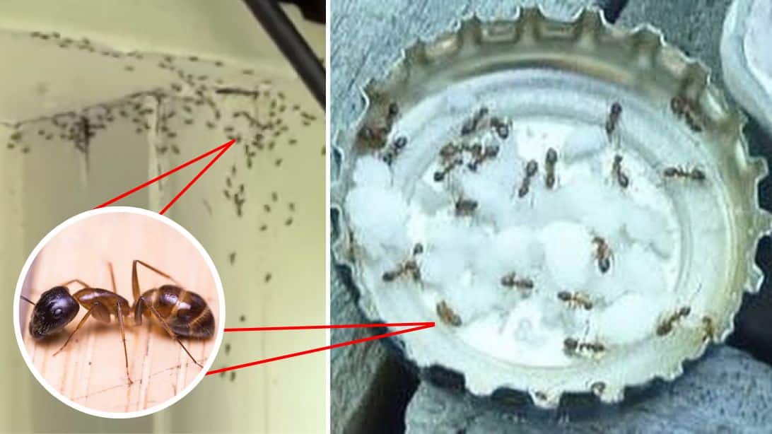 Lacné a prirodzené riešenie, ako sa navždy zbaviť mravcov