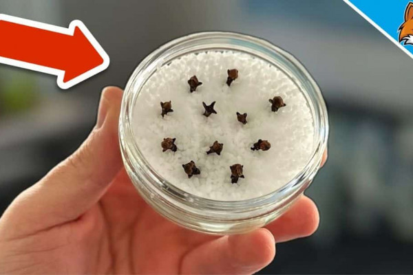 Learn the Secret to Make Your House Smell Good All the Time!