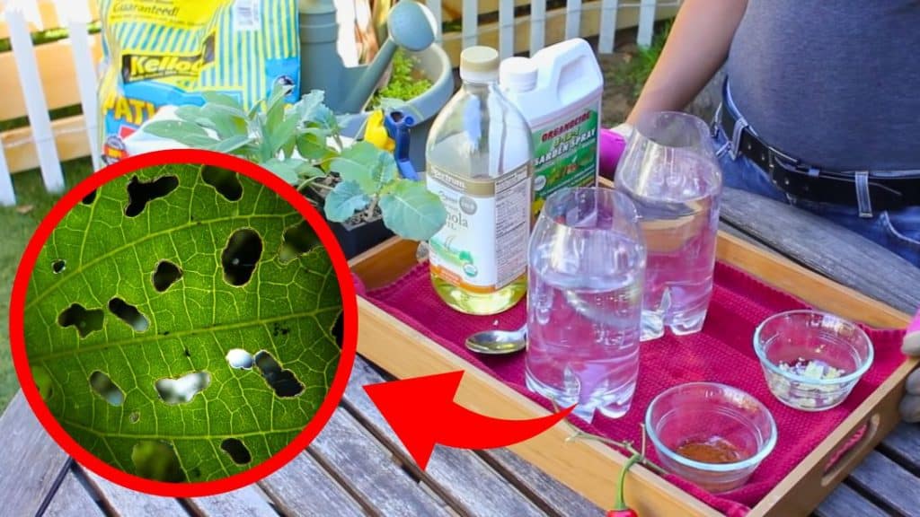 Natural Insecticides for Vegetable Gardens