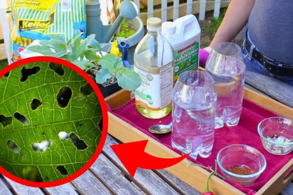Natural Insecticides for Vegetable Gardens