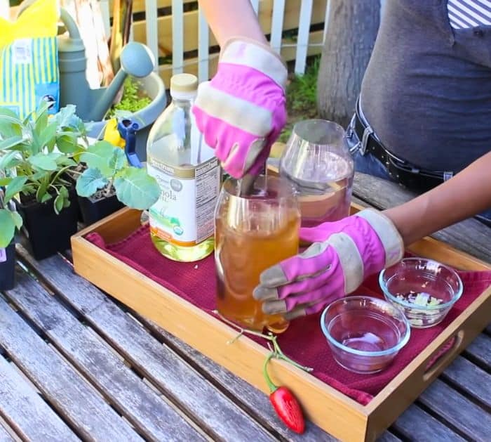 Natural Insecticides for Vegetable Gardens DIY