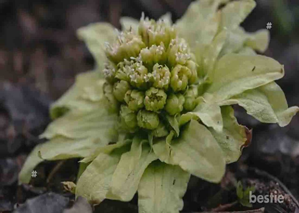 Butterbur protects you from allergies