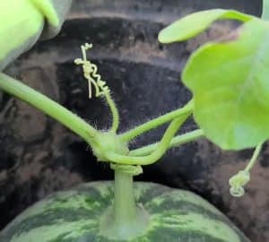 How to Tell if Your Watermelon is Ripe in 5 Seconds - DIY Joy