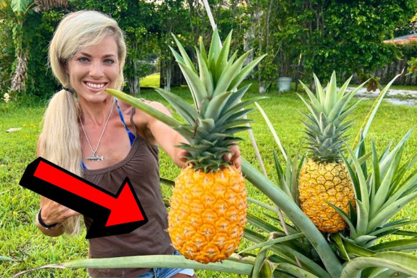 How to Grow Giant Pineapples in Containers