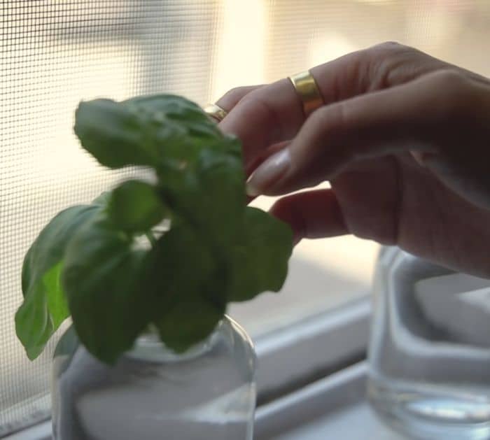 How to Grow Herbs Without Soil
