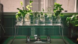 How to Grow Herbs in Water (No Soil Needed)