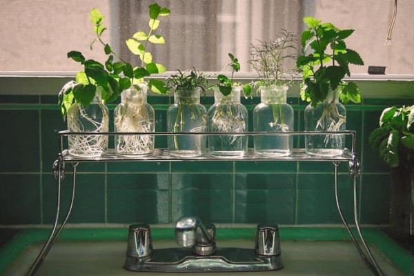 How to Grow Herbs in Water (No Soil Needed)