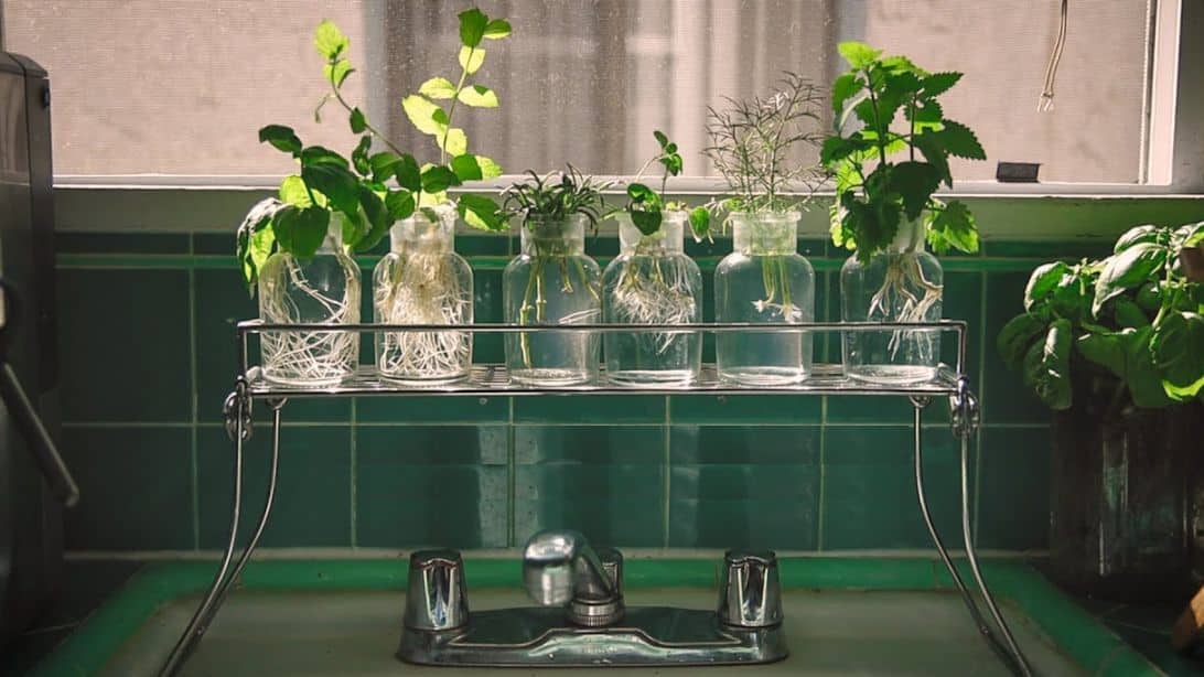 How to Grow Herbs in Water (No Soil Needed)