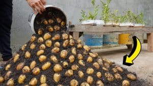 How to Grow Potatoes All Year Round