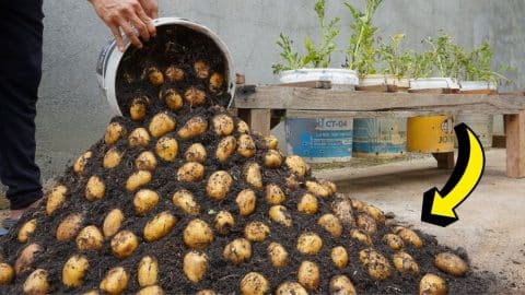How to Grow Potatoes All Year Round | DIY Joy Projects and Crafts Ideas