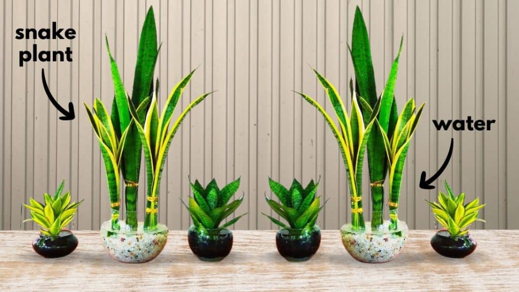 How to Grow Snake Plants in Water