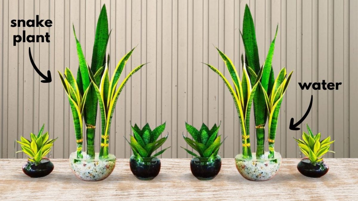 How to Grow Snake Plants in Water - DIY Joy