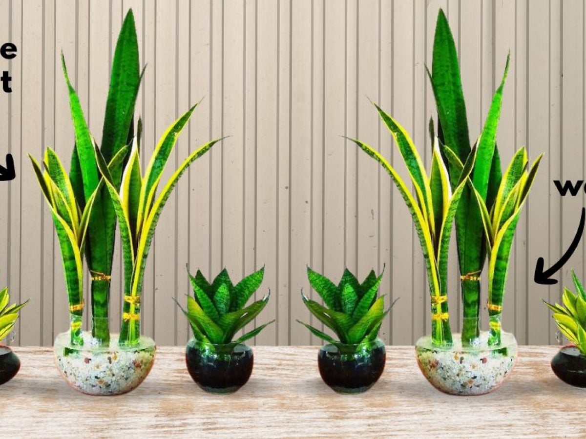 How to Grow Snake Plants in Water - DIY Joy