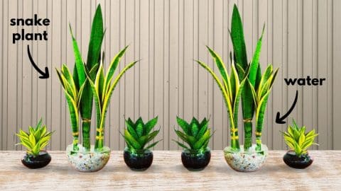 How to Grow Snake Plants in Water | DIY Joy Projects and Crafts Ideas