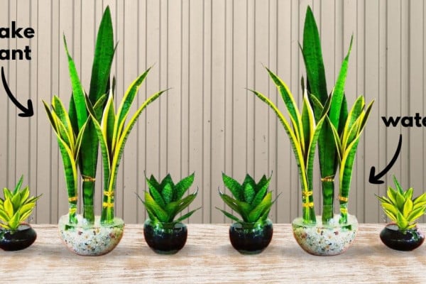 How to Grow Snake Plants in Water