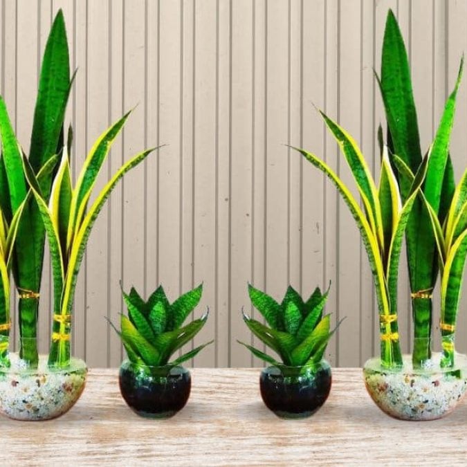 How to Grow Snake Plants in Water - DIY Joy