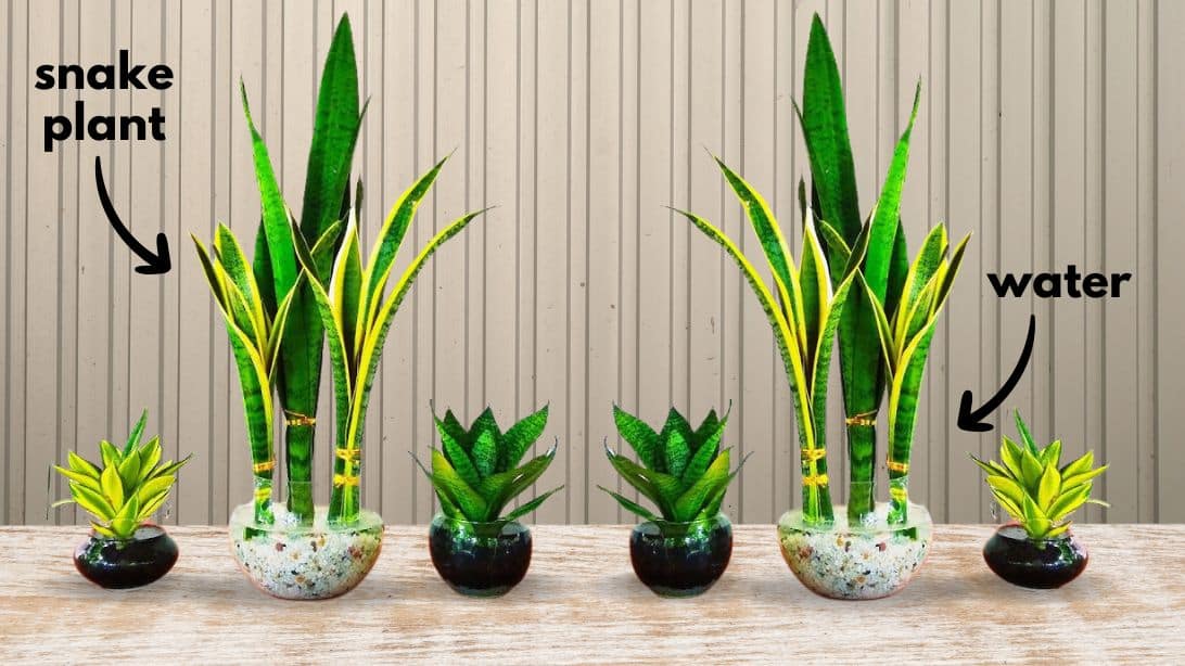 How to Grow Snake Plants in Water | DIY Joy Projects and Crafts Ideas