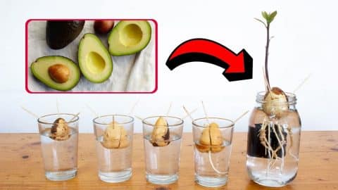 How to Grow an Avocado Seed in a Glass | DIY Joy Projects and Crafts Ideas