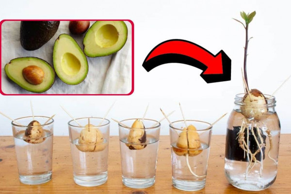 How to Grow an Avocado Seed in a Glass