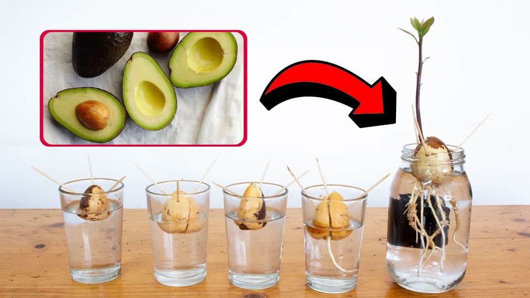 Ako pestovať semienka avokáda v pohári