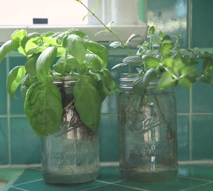 How to Plant Herbs in Water Without Soil