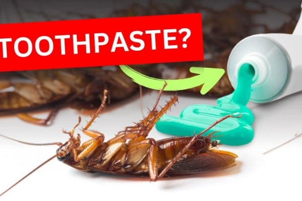 How to Solve Cockroach Infestation with Toothpaste