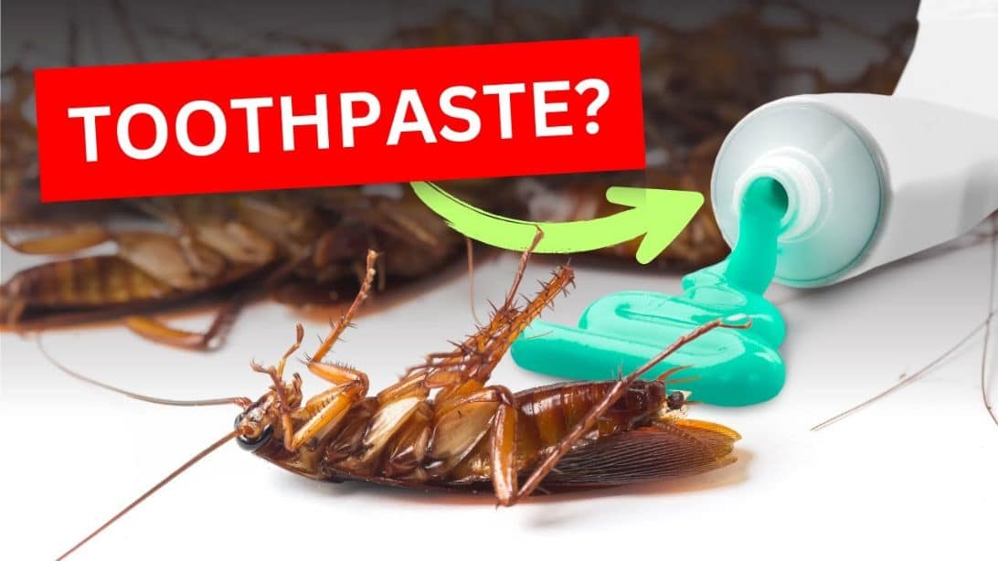 Ako vyriešiť napadnutie švábmi pomocou zubnej pasty