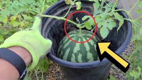 How to Tell if Your Watermelon is Ripe in 5 Seconds | DIY Joy Projects and Crafts Ideas