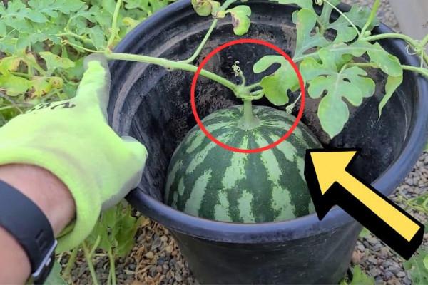 How to Tell if Your Watermelon is Ripe in 5 Seconds
