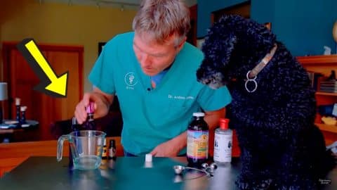 Natural Flea and Tick Spray for Dogs | DIY Joy Projects and Crafts Ideas