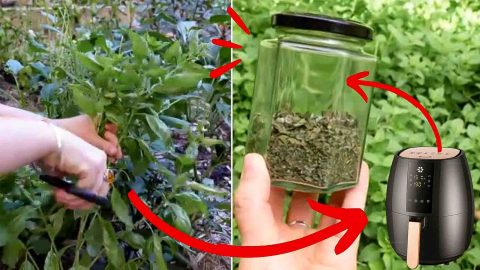 How to Dry Herbs Using an Air Fryer | DIY Joy Projects and Crafts Ideas