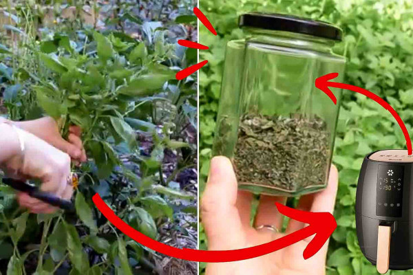 How to Dry Herbs Using an Air Fryer