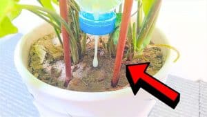 Easy DIY Drip Irrigation System Made Out of Recycled Materials